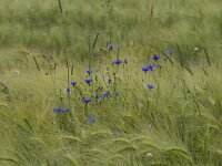 Centaurea cyanus 67, Korenbloem, Saxifraga-Jan Nijendijk