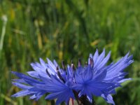 Centaurea cyanus 8, Korenbloem, Saxifraga-Rutger Barendse