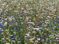 Centaurea cyanus 9, Korenbloem, Saxifraga-Mark Zekhuis