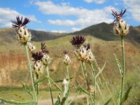 Centaurea daralagoezica 2, Saxifraga-Ed Stikvoort