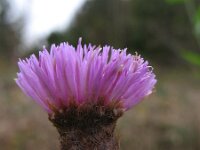 Centaurea debauxii 3, Saxifraga-Rutger Barendse