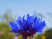 Centaurea depressa 3, Saxifraga-Ed Stikvoort