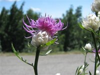 Centaurea deusta ssp splendens 2, Saxifraga-Jasenka Topic