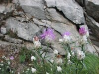 Centaurea deusta ssp splendens 4, Saxifraga-Jasenka Topic