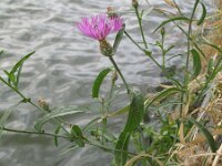 Centaurea diluta 3, Saxifraga-Rutger Barendse