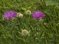 Centaurea nervosa ssp nervosa 3, Saxifraga-Jan van der Straaten