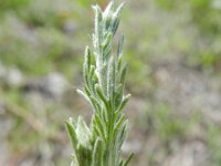 Centaurea paniculata 2, Saxifraga-Rutger Barendse