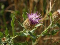 Centaurea pectinata 2, Saxifraga-Dirk Hilbers