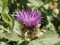 Centaurea pectinata 3, Saxifraga-Jan van der Straaten
