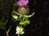 Centaurea pectinata 4, Saxifraga-Jan van der Straaten