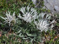 Centaurea pindicola 2, Saxifraga-Harry Jans