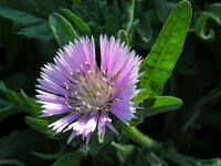 Centaurea pullata 19, Saxifraga-Ed Stikvoort