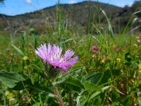 Centaurea pullata 20, Saxifraga-Ed Stikvoort