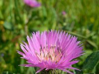 Centaurea pullata 21, Saxifraga-Ed Stikvoort