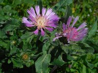 Centaurea pullata 22, Saxifraga-Ed Stikvoort