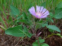 Centaurea pullata 23, Saxifraga-Ed Stikvoort