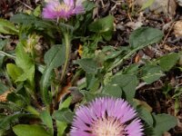 Centaurea pullata 25, Saxifraga-Ed Stikvoort