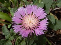 Centaurea pullata 26, Saxifraga-Ed Stikvoort