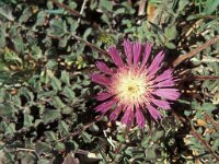 Centaurea pullata 3, Saxifraga-Piet Zomerdijk