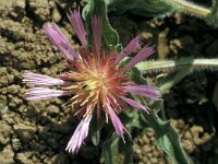 Centaurea pullata 30, Saxifraga-Jan van der Straaten