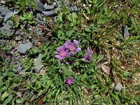 Centaurea pullata 32, Saxifraga-Hans Grotenhuis