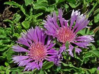 Centaurea pullata 34, Saxifraga-Hans Grotenhuis