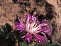 Centaurea pullata 5, Saxifraga-Jan van der Straaten