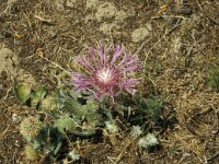Centaurea pullata 6, Saxifraga-Jan van der Straaten