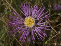 Centaurea pullata 7, Saxifraga-Willem van Kruijsbergen