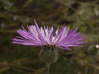 Centaurea pullata 8, Saxifraga-Willem van Kruijsbergen