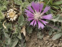 Centaurea pullata ssp pullata 11, Saxifraga-Jan van der Straaten