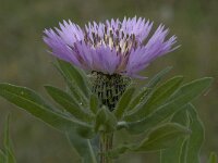 Centaurea pullata ssp pullata 15, Saxifraga-Willem van Kruijsbergen