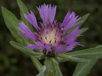 Centaurea pullata ssp pullata 16, Saxifraga-Willem van Kruijsbergen