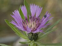 Centaurea pullata ssp pullata 17, Saxifraga-Jan van der Straaten