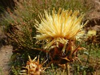 Centaurea reflexa ssp sosnovskyi 3, Saxifraga-Ed Stikvoort