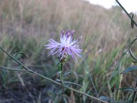 Centaurea rhenana 2, Saxifraga-Jasenka Topic