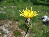 Centaurea rupestris 2, Saxifraga-Jasenka Topic