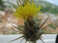 Centaurea salonitana 2, Saxifraga-Jasenka Topic