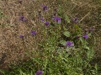 Centaurea scabiosa 12, Grote centaurie, Saxifraga-Jan van der Straaten