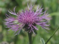 Centaurea scabiosa 2, Grote centaurie, Saxifraga-Jan van der Straaten