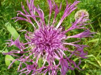 Centaurea scabiosa 27, Grote centaurie, Saxifraga-Hans Grotenhuis