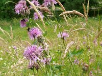 Centaurea scabiosa 29, Grote centaurie, Saxifraga-Hans Grotenhuis