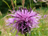 Centaurea scabiosa 30, Grote centaurie, Saxifraga-Hans Grotenhuis