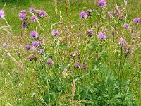 Centaurea scabiosa 31, Grote centaurie, Saxifraga-Hans Grotenhuis