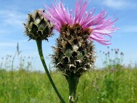 Centaurea scabiosa 32, Grote centaurie, Saxifraga-Hans Grotenhuis