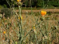 Centaurea solstitialis 16, Zomercentaurie, Saxifraga-Ed Stikvoort