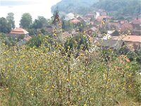 Centaurea solstitialis 3, Zomercentaurie, Saxifraga-Jasenka Topic