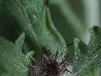 Centaurea solstitialis 4, Zomercentaurie, Saxifraga-Rutger Barendse