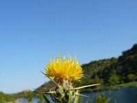 Centaurea solstitialis 5, Zomercentaurie, Saxifraga-Jasenka Topic