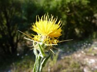 Centaurea solstitialis 6, Zomercentaurie, Saxifraga-Jasenka Topic